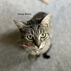 Photo of Honey Bunny