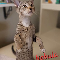 Photo of NEBULA