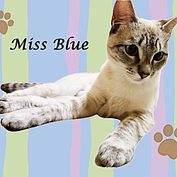 Thumbnail photo of MISS BLUE #3