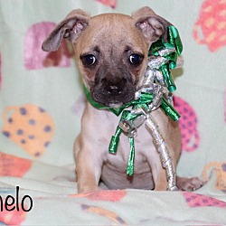 Thumbnail photo of Carnelo Adoption Pending #1