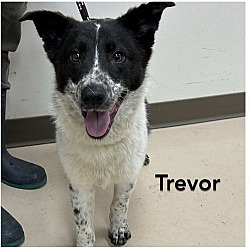 Thumbnail photo of Trevor #2