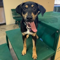 adopt a pet