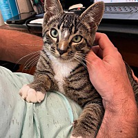 adopt a pet