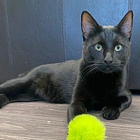 adopt a pet