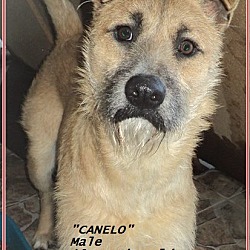 Thumbnail photo of Canelo #2