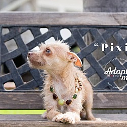 Thumbnail photo of PIXIE #2