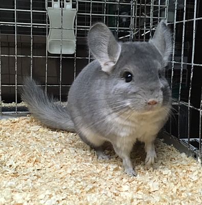 Female chinchilla store