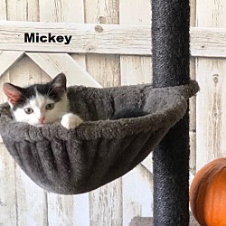 Photo of Kittens -Minnie & Mickey