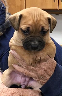barbie pug