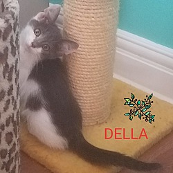 Thumbnail photo of DELLA #2