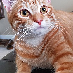 Persian, Purebred & Purrbaby Rescue in Columbus, Ohio