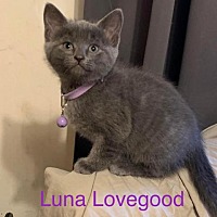 Photo of Luna Lovegood