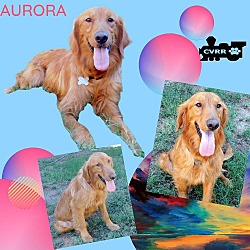 Photo of Aurora (Ritzy)