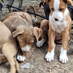 Thumbnail photo of Amber Shep lab x puppies #3