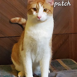 Thumbnail photo of Patch (Foster Care) #2