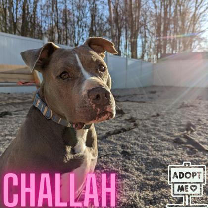 Thumbnail photo of Challah #1
