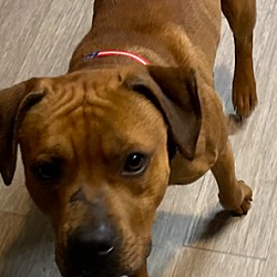Thumbnail photo of CHICHI - CUTE Boxer Mix; ABANDONED Needs FOREVER #4