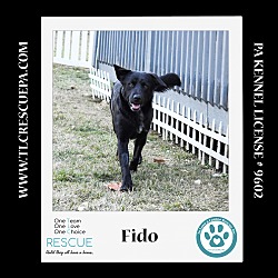 Photo of Fido 022424
