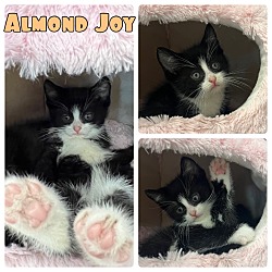 Photo of Almond Joy - NN