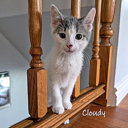 Thumbnail photo of Cloudy #2