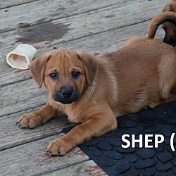 Thumbnail photo of Patriot Babies : Shep #1