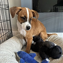 Thumbnail photo of HEWETT   7 POUND PUPPY  FOSTERED IN NEW JERSEY #2