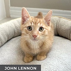 Thumbnail photo of John Lennon #1