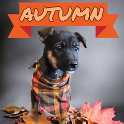 Thumbnail photo of Autumn #2