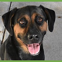 adopt a pet