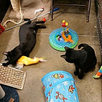 adopt a pet