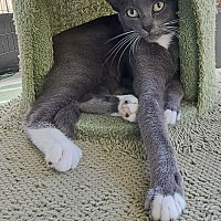 adopt a pet