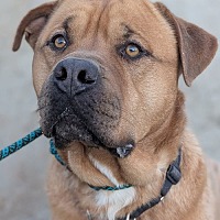 adopt a pet