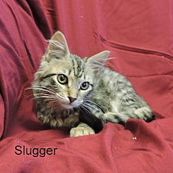 Thumbnail photo of Slugger #3