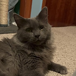 Photo of Henry