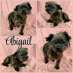 Photo of Abigail
