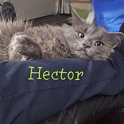 Thumbnail photo of Handsome Hector #1