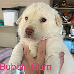 Photo of Bubble Gum