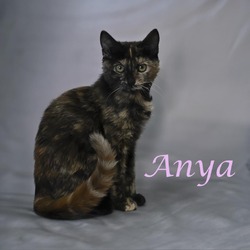 Thumbnail photo of Anya C24-247 #2