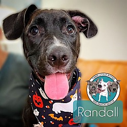 Thumbnail photo of Randall LoveyPup Bethea #1