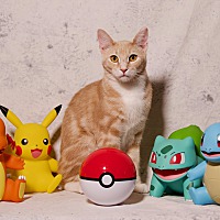 adopt a pet