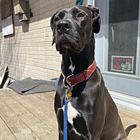 adopt a pet
