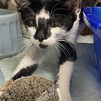 adopt a pet