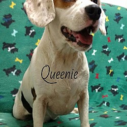 Thumbnail photo of Queenie #3