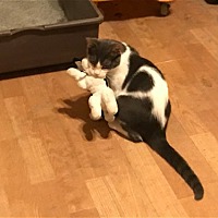 adopt a pet