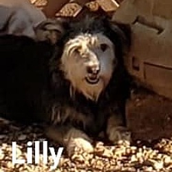 Thumbnail photo of Lilly #3