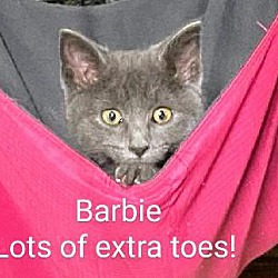 Thumbnail photo of Barbie #1