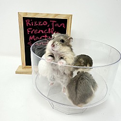 Thumbnail photo of Rizzo #1