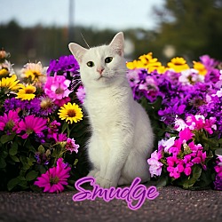 Photo of Smudge
