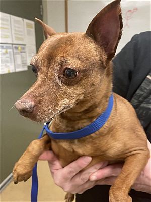 Minneapolis, MN - Miniature Pinscher. Meet Bruzar a Pet for Adoption ...