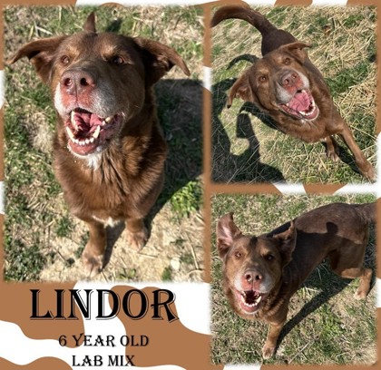 Thumbnail photo of Lindor #1